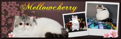 Mellowcherry cattery - Persian and Exotic