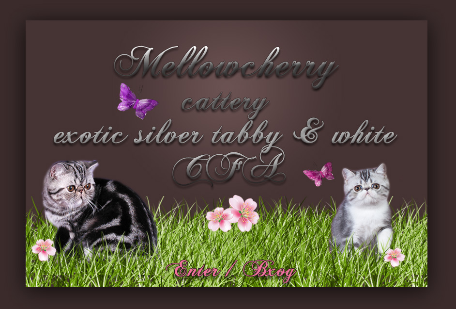 persian and exotic cats cattery Mellowcherry
